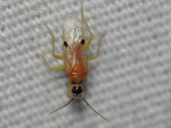 Tupiocoris