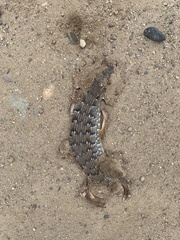 Elgaria multicarinata webbii