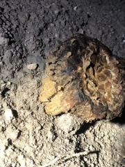 Pisolithus tinctorius