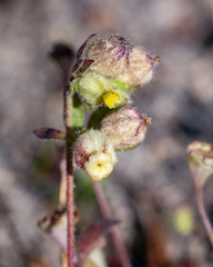 Hermannia hyssopifolia