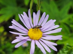 Neoeutrapela