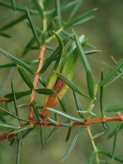 Oligotrophus juniperinus