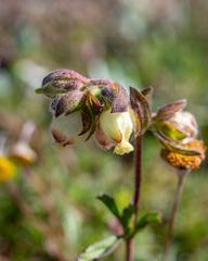 Hermannia hyssopifolia