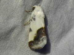 Acontia cretata