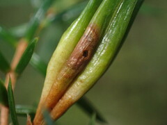 Oligotrophus juniperinus