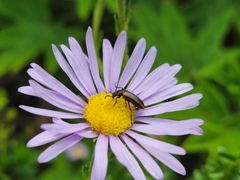 Neoeutrapela