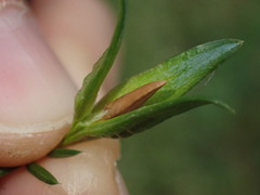 Oligotrophus juniperinus