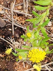Triptilodiscus pygmaeus