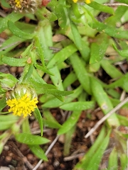 Triptilodiscus pygmaeus