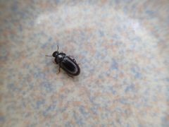 Tenebrioninae