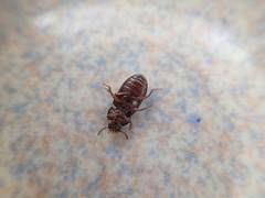 Tenebrioninae