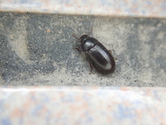 Tenebrioninae