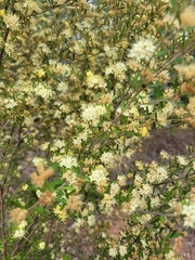 Phebalium squamulosum