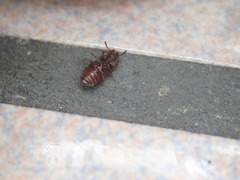 Tenebrioninae