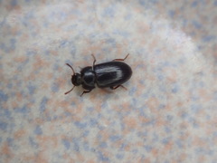 Tenebrioninae