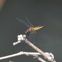 Aethriamanta brevipennis