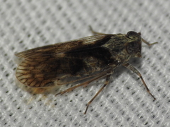 Melanoliarus aridus