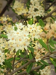 Phebalium squamulosum