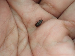 Tenebrioninae