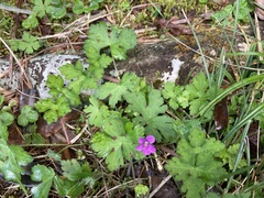 Geranium nepalense thunbergii