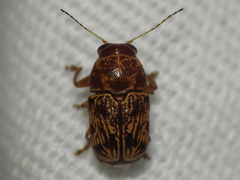 Pachybrachis turbidus