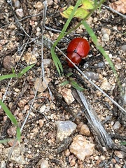 Leptinotarsa rubiginosa