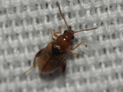 Glyptina