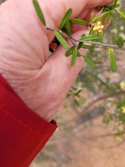 Phebalium squamulosum