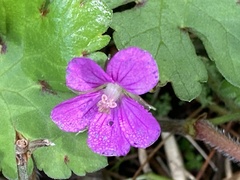 Geranium nepalense thunbergii