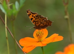 Polygonia c-aureum