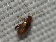 Glyptina