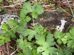 Geranium nepalense thunbergii