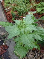 Chenopodiastrum murale