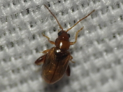 Glyptina
