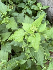 Ageratina altissima