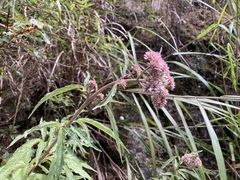 Eupatorium formosanum