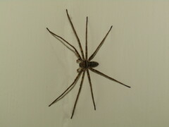 Heteropoda venatoria