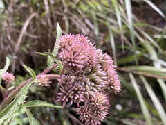 Eupatorium formosanum