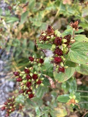 Hypericum maculatum maculatum