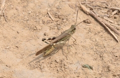 Aiolopus thalassinus