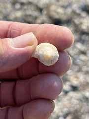 Sinistrofulgur pulleyi