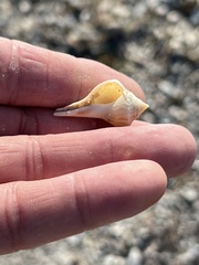 Sinistrofulgur pulleyi