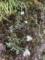 Anaphalis morrisonicola