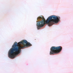 Littorina