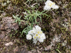 Anaphalis morrisonicola