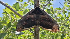 Saturnia pyri