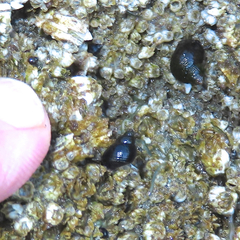 Littorina