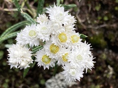 Anaphalis morrisonicola