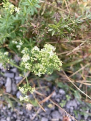 Galium album