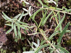 Anaphalis morrisonicola